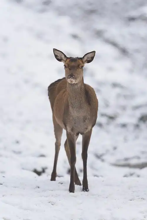 马鹿,冬季雌鹿图片下载
