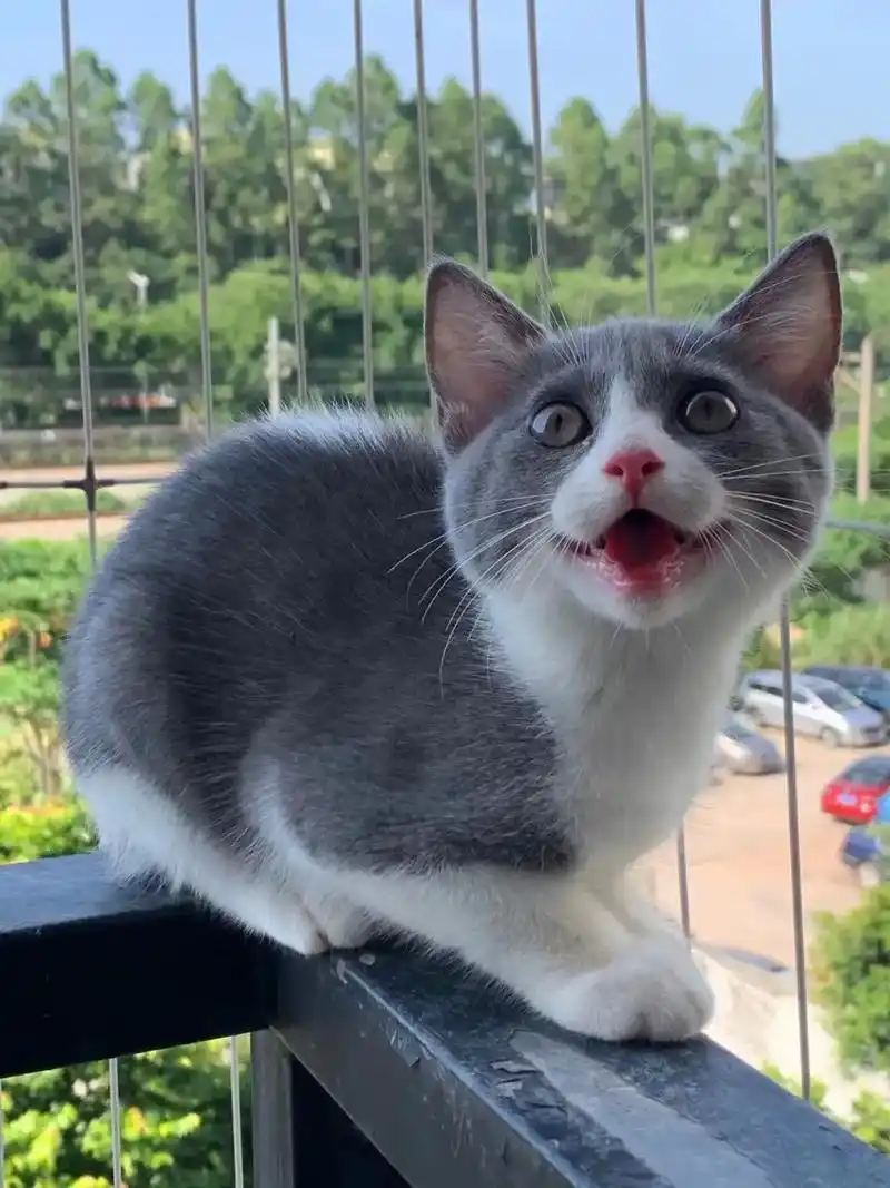 英短蓝白921550090领养.英短蓝白921550090领养, - 抖音