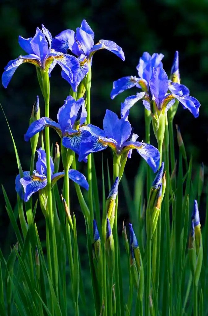 蓝色花鸢尾花.,蓝色花鸢尾花在夏天生长在花园里.