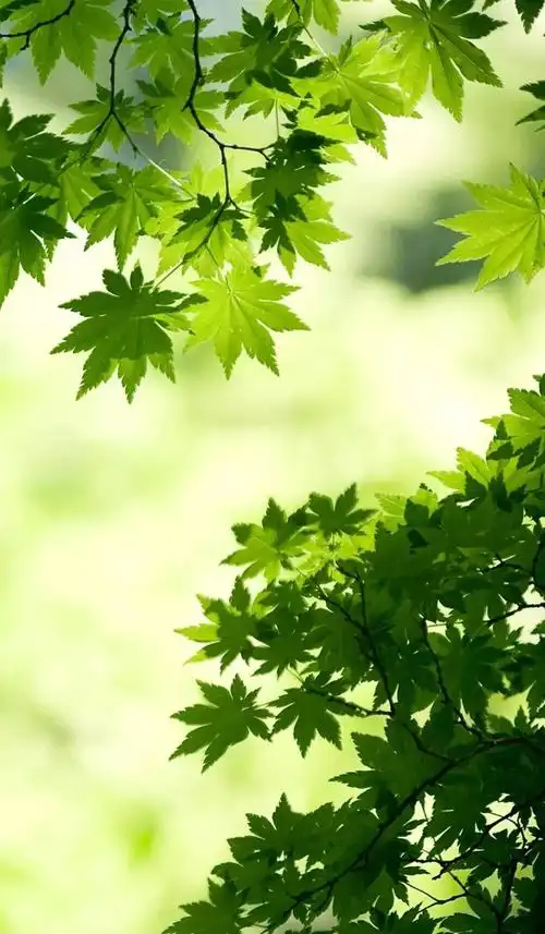 眼科专家推荐看微信保护眼睛的简单方法万人验证有效