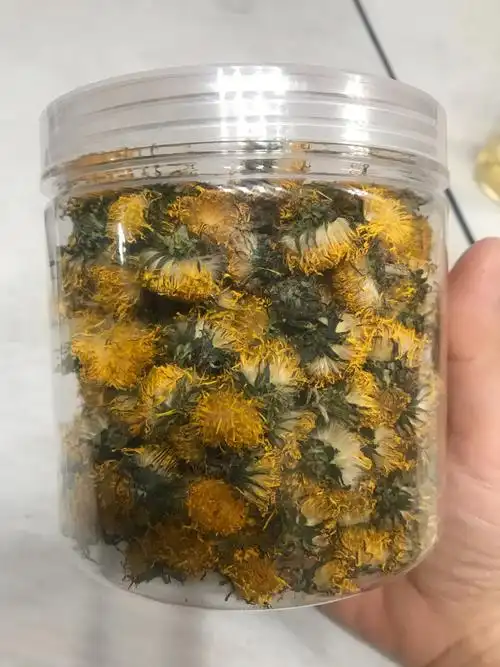 成品来啦蒲公英泡水喝真的很败火