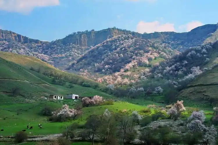 【录恩摄影】醉美新疆-大西沟福寿山花海