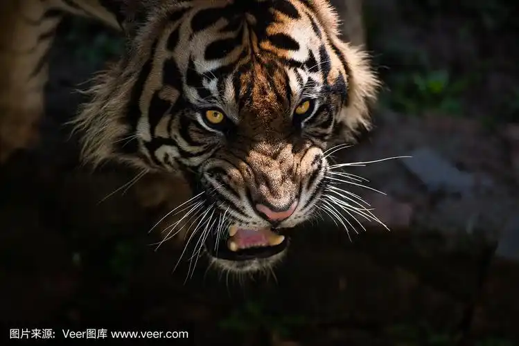 晨曦中的咆哮苏门答腊虎.