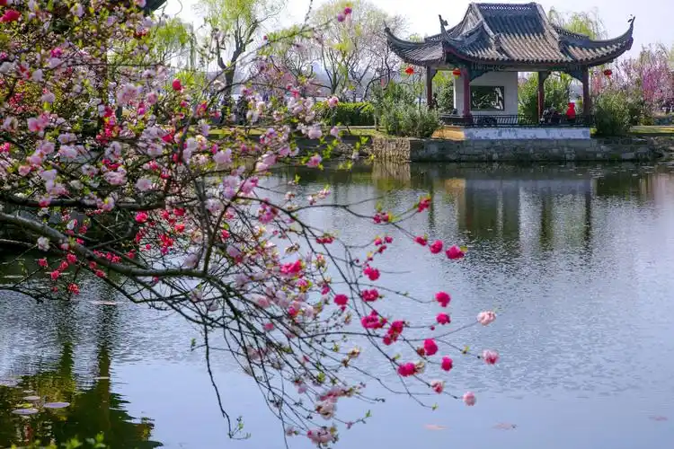 江南桃花《醉美蠡园》