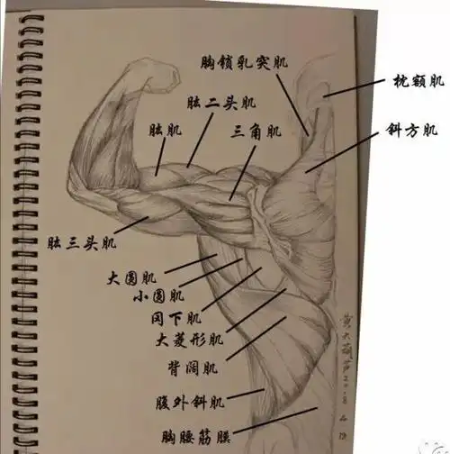 画完这些,我们就可以开开心心地研究背部肌肉的分布情况了.