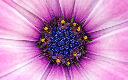 五彩花绘 高分辨率清晰宽屏壁纸欣赏_液晶显示器宽屏