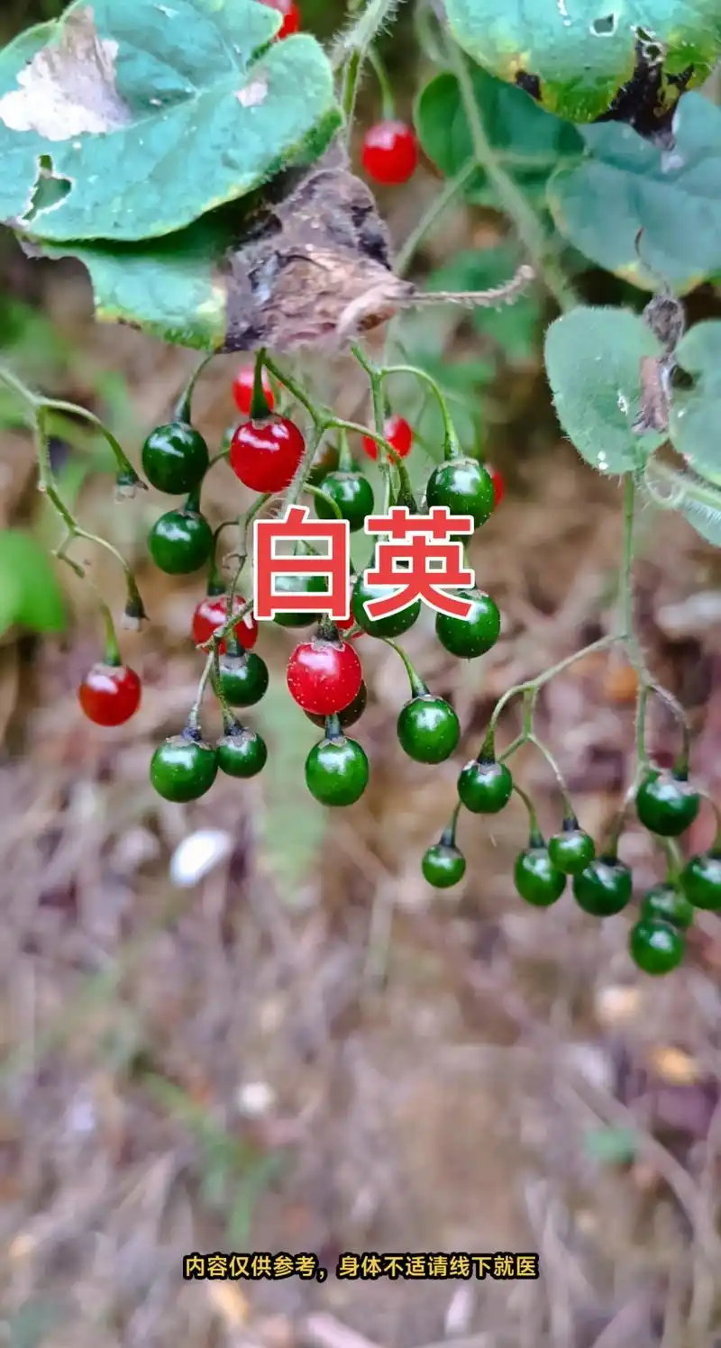 图文种草机 白英 - 抖音