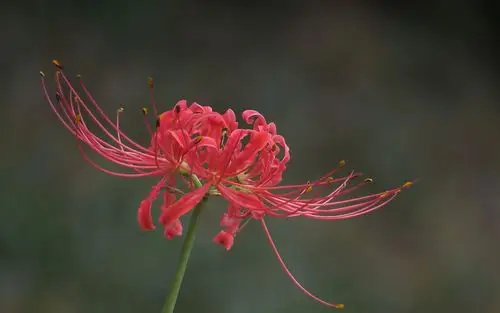 鲜艳红色彼岸花桌面壁纸 彼岸花,曼珠沙华,红色花朵,花卉