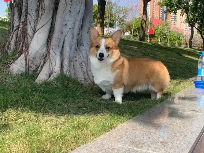 柯基豆豆近期图片分享