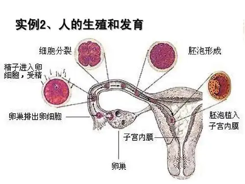 从生物圈到细胞课件