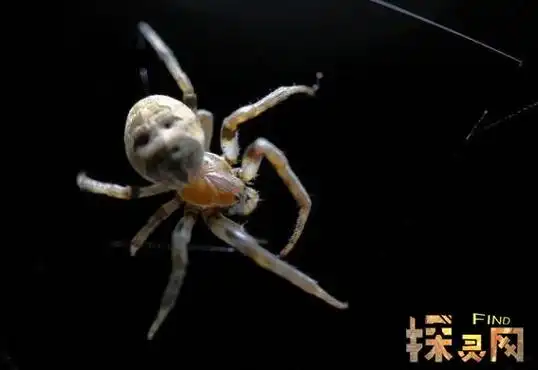 人面蜘蛛:屁股上长人脸的变异蜘蛛