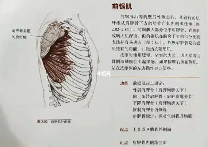 小知识分享前锯肌作用