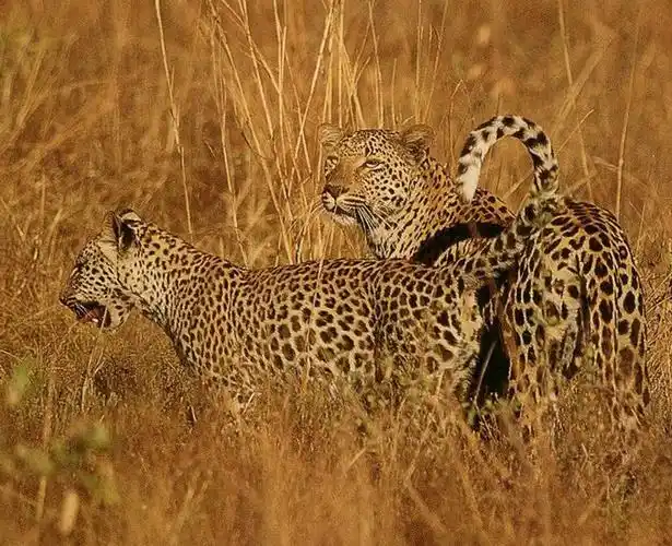 的大型 a target="_blank" href="/item/肉食性动物">肉食性动物 /a>