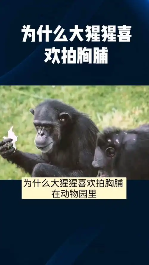 为什么大猩猩喜欢拍胸脯?