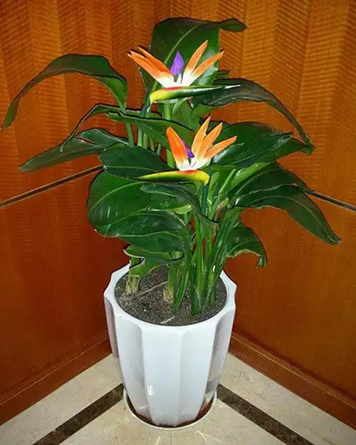 鹤望兰净化空气植物观花叶观花天堂鸟3棵一盆绿植盆栽时令草本花卉