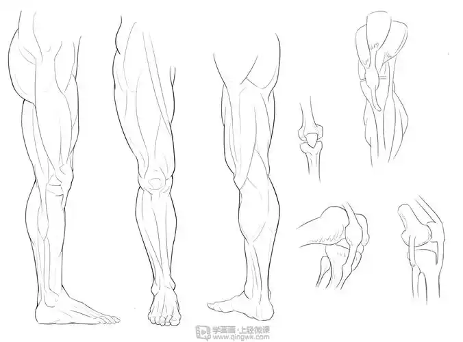 临摹腿—腿部人体肌肉结构入门训练举报