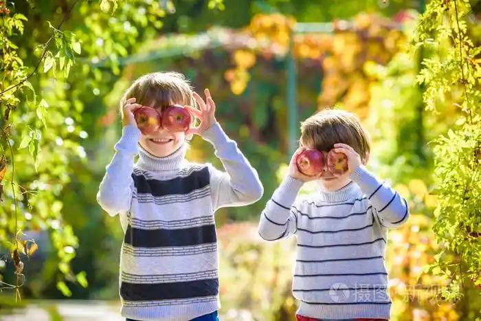 可爱的两个小男孩在水果园采摘新鲜成熟的苹果.