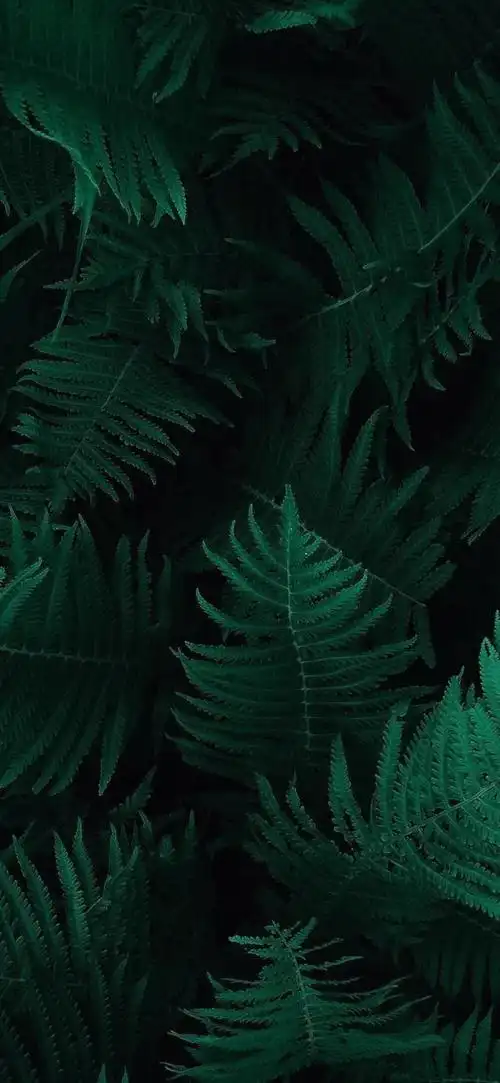 有没有美腻的iphonex全面屏的壁纸呀?