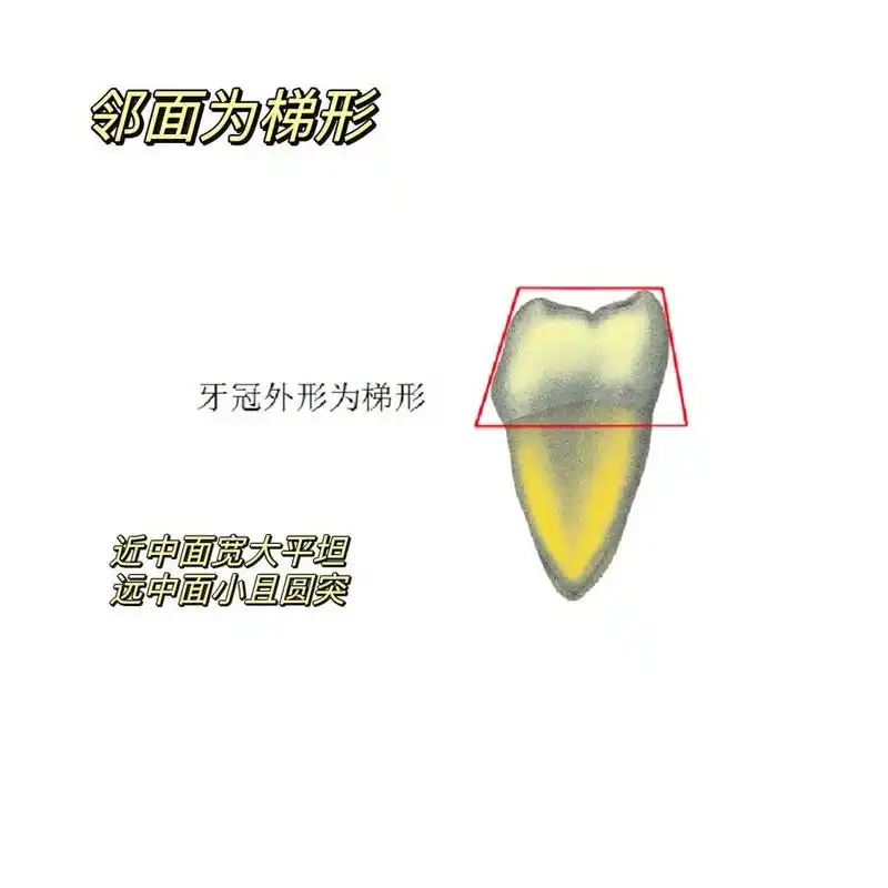 口解六 下颌第一磨牙 下颌第一磨牙是下颌磨牙中体积最大,恒牙中萌出
