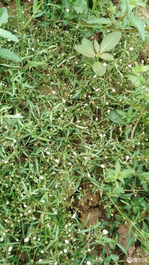 [白花蛇舌草批发]白花蛇舌草 白花 s舌草鲜20/斤丶干40/斤.清热解 毒,