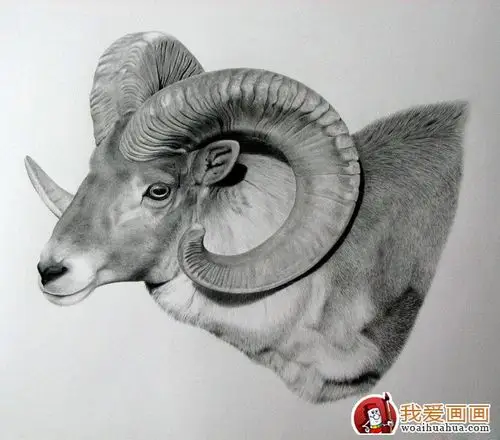 超写实动物素描画:羚羊
