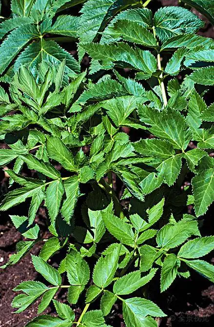 当归图片_当归高清图片_全景视觉