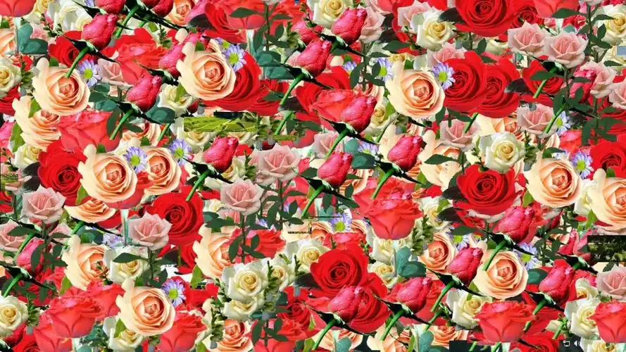 "玫瑰满屏"小软件的制作(c语言)