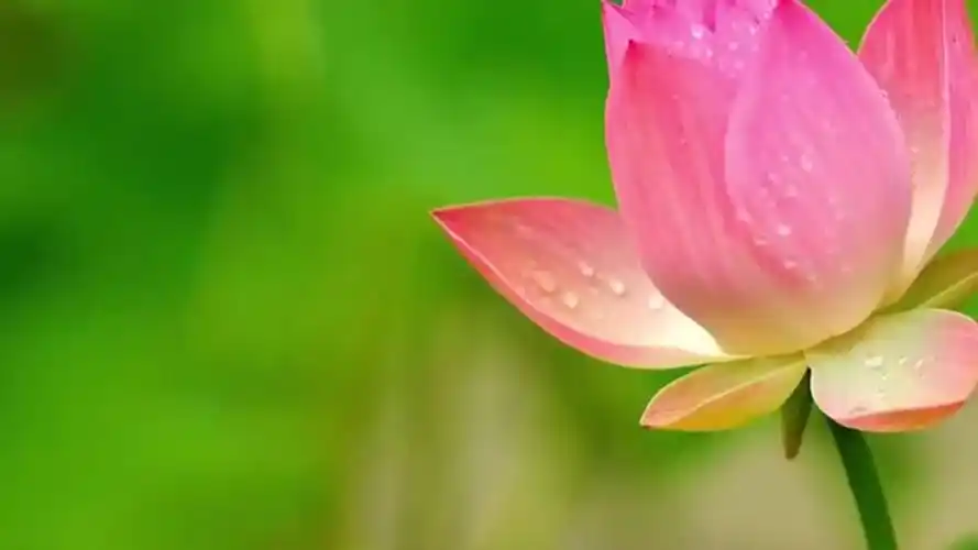 《一盏灯》《大宝楼阁》《愿做菩萨那朵莲》静心感悟人生