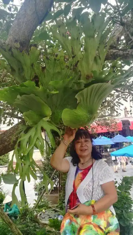 巴拿山的树上长白菜