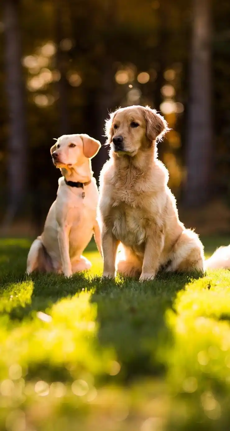 超萌可爱狗狗手机壁纸