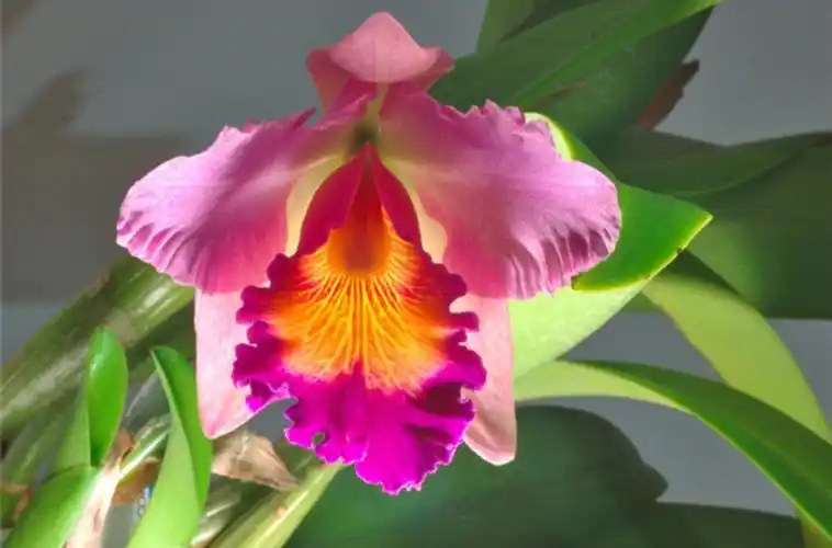 植物百科卡特兰