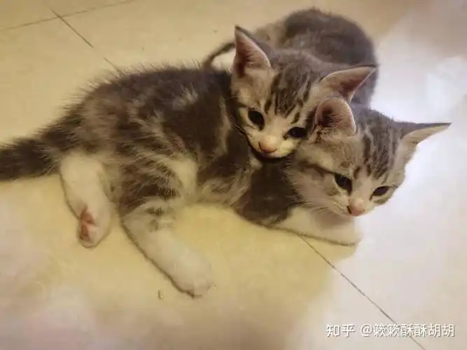 布偶串美短孩子长大啥样呢