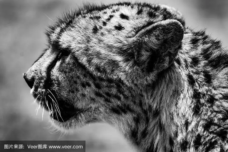 肖像,猎豹,黑白图片,自然,动物主题