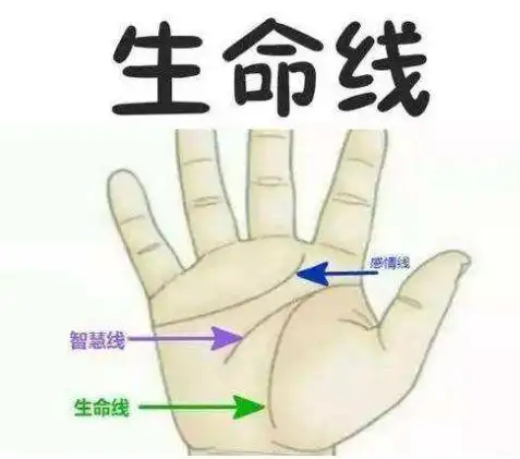 生命线长短形状是否关系到人的健康寿命