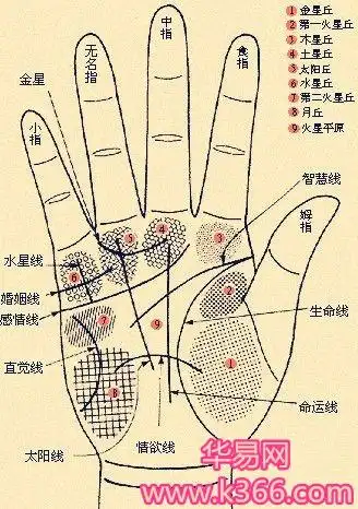 偏财旺的7种手相-手相图解-华易算命网