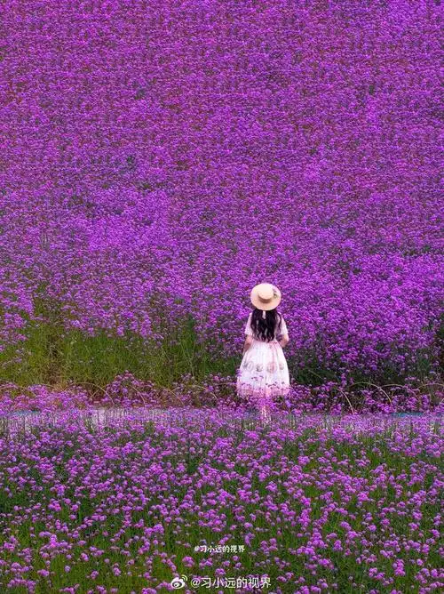 杭州的紫色花海