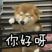 soogifgifsoogif出品gif你好呀gif你好gif