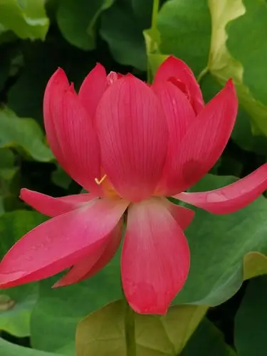 映日荷花别样红