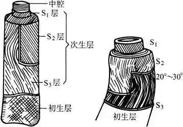 棉纤维:结构还有性能