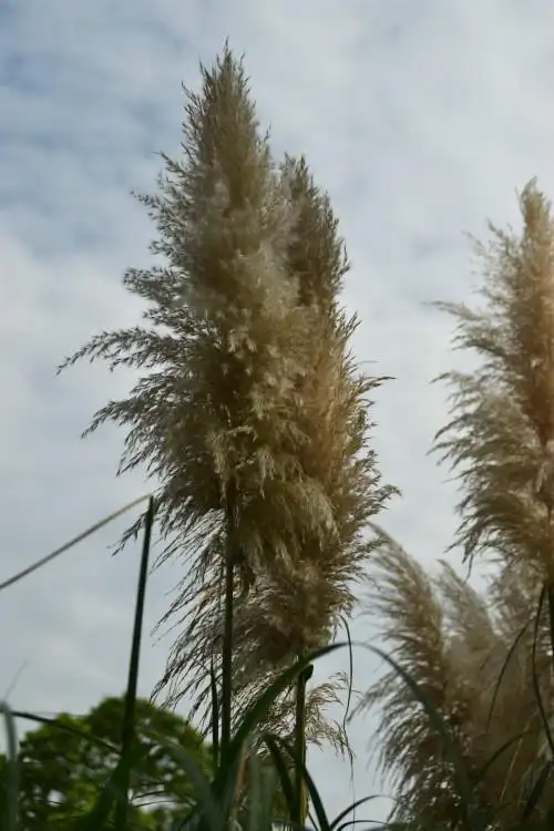 边走边拍---白茅草