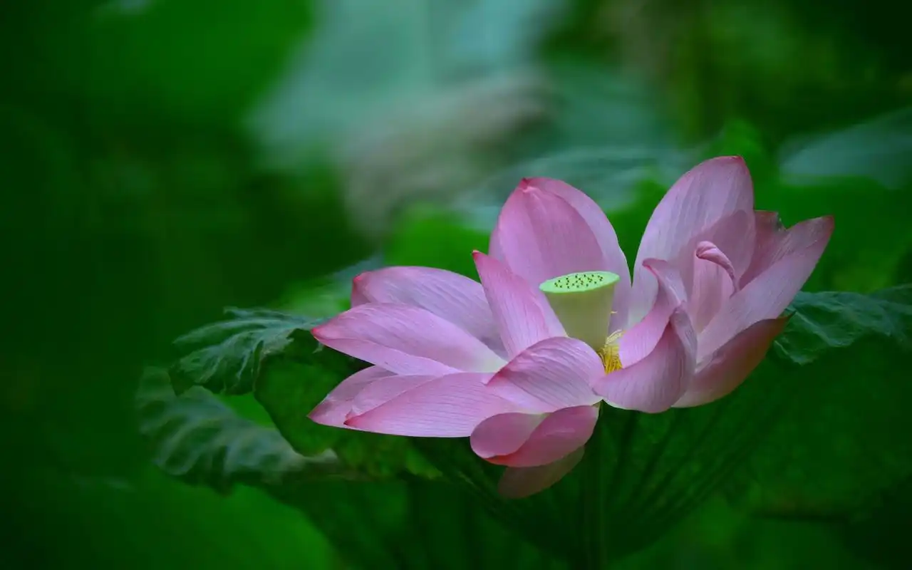 花卉唯美图片桌面壁纸高清大图预览1920x1200_风景壁纸下载_美桌网