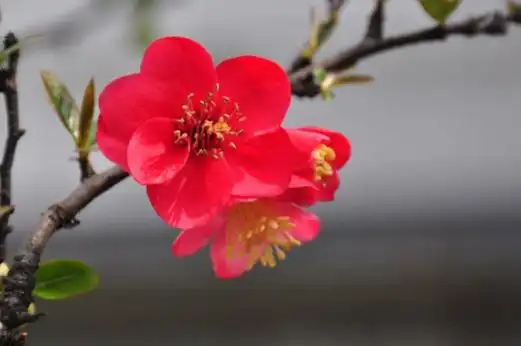 1,装饰环境海棠树花朵小巧玲珑,花色丰富多彩,具有很