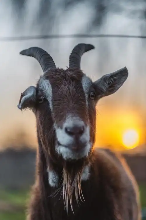 褐山羊选择性聚焦照片