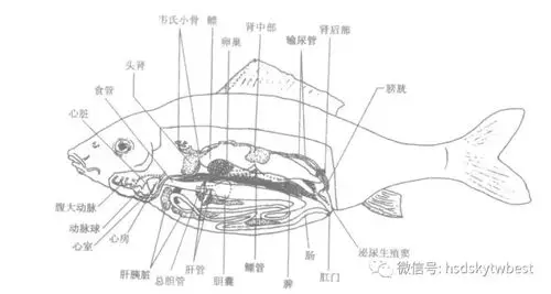 (除去内脏)就可以攻心了在剥开其坚硬的外衣至于何为侧线看图可得至于