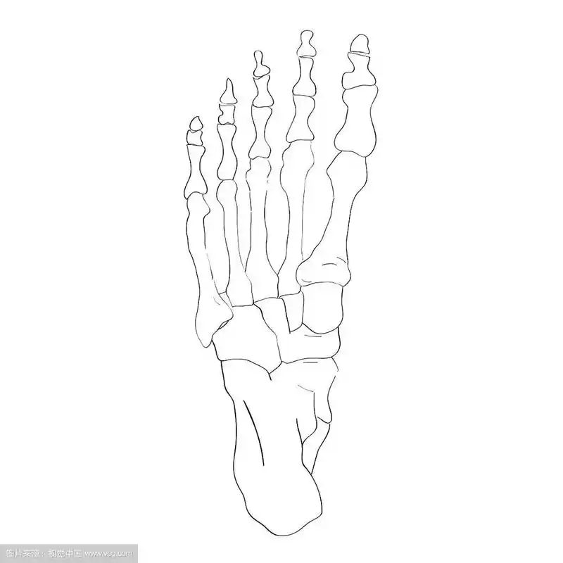 下面是脚骨