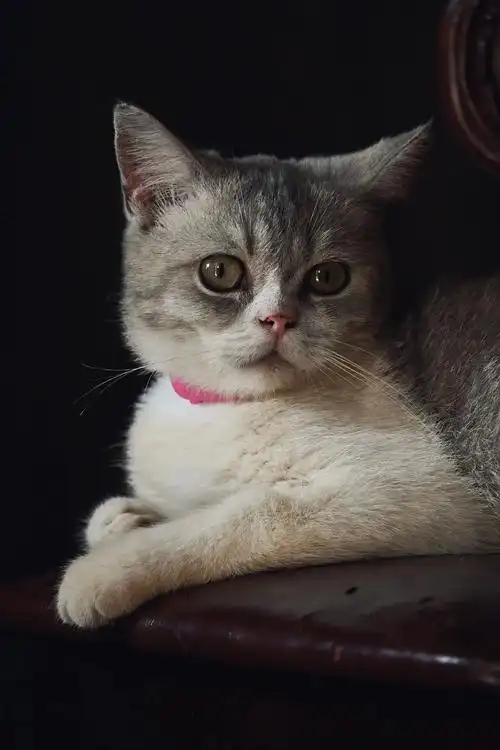 猫咪 #萌宠出道计划 #高冷猫 #喵星人 #小猫咪的侧颜杀 - 抖音