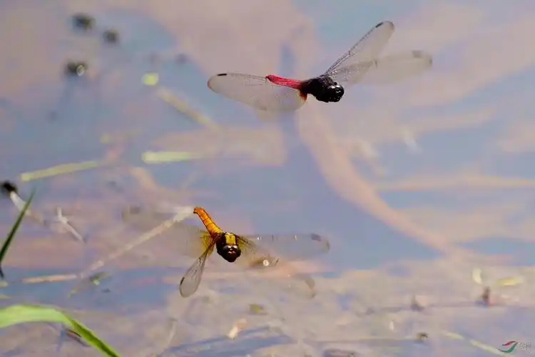红黄蜻蜓欢快追逐