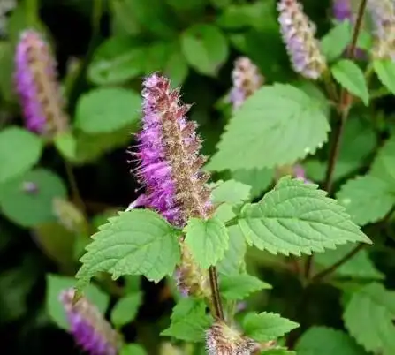 香薷图片_香薷的功效与作用-古中药养生网