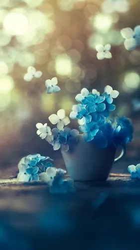 小清新治愈系花卉静物图片手机壁纸