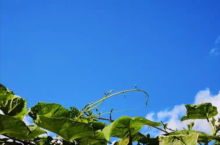 蓝天绿叶总相宜